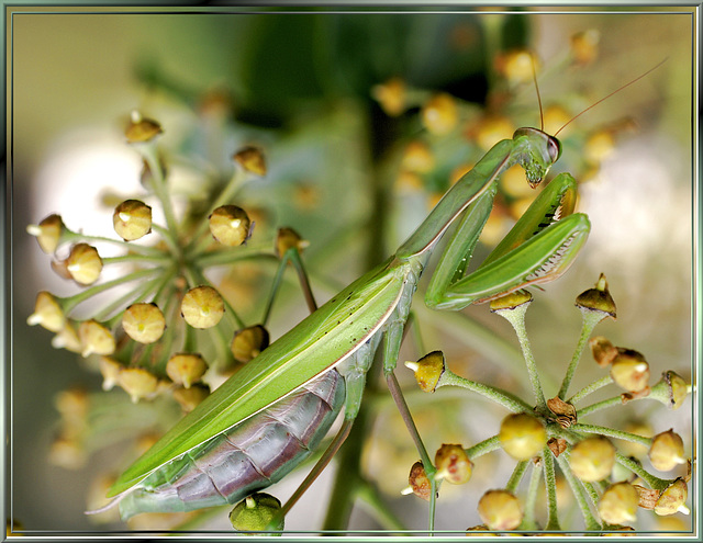 Europäischen Gottesanbeterin (Mantis religiosa) ©UdoSm