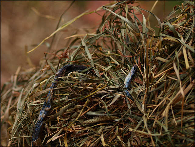 hay bale surprise