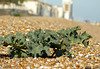 Sea Kale