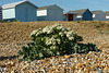 Sea Kale in Bloom