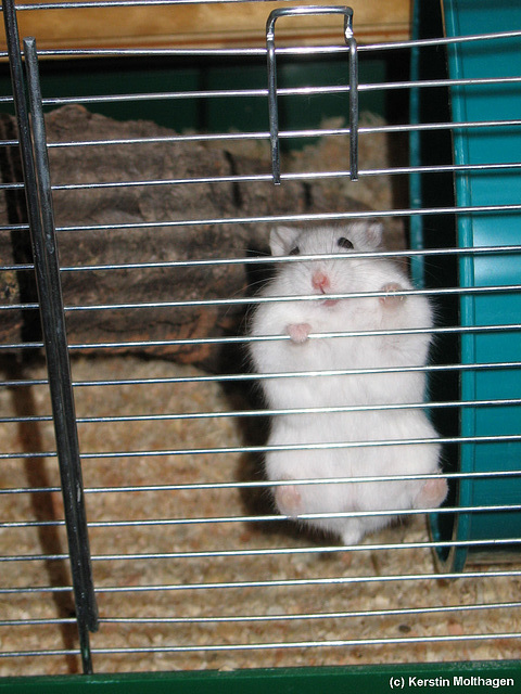 Ich bin ein Hamster, holt mich hier raus!