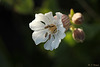 Bladder Campion