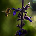BESANCON: Une abeille. ( Apis mellifera mellifera).