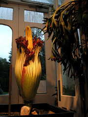 Titan Arum