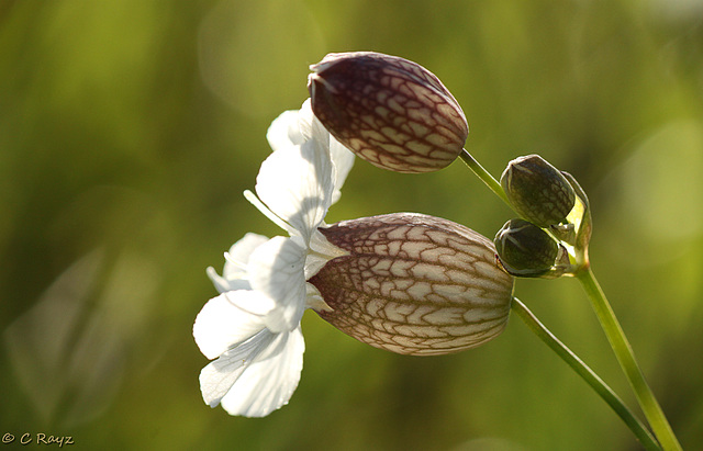 Bladder Campion