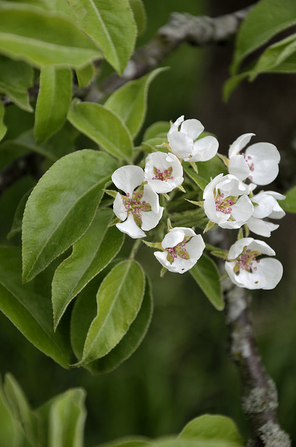 Blüten