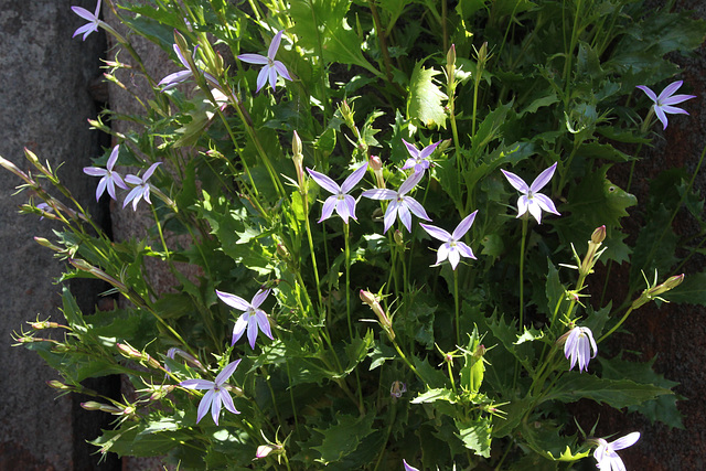 Isotoma petraea