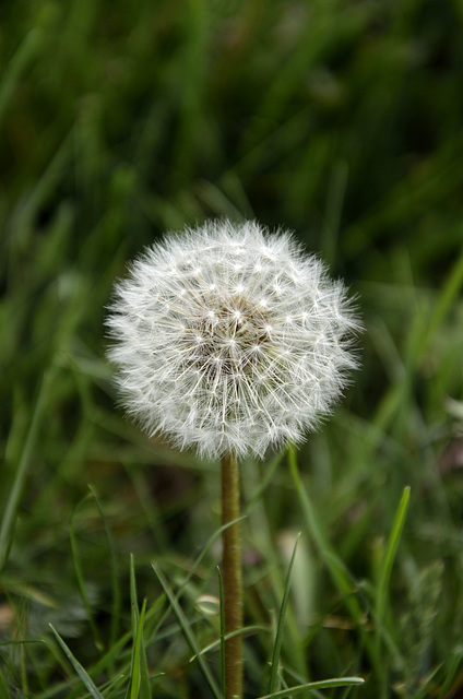 Pusteblume