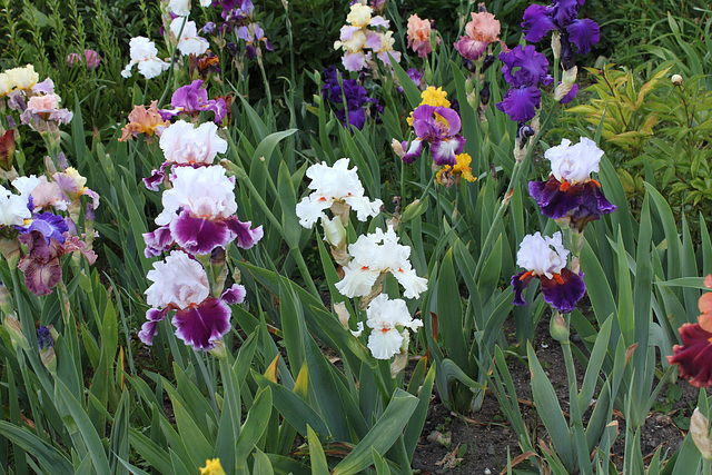 Bouquet d'iris