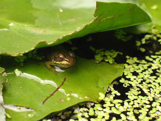 Hiding