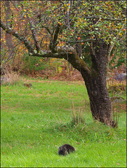 meanwhile, under the apple tree...