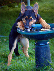 It is a giant drinking bowl, no?