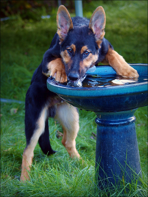 It is a giant drinking bowl, no?