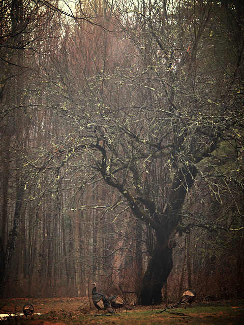 under the gnarled tree