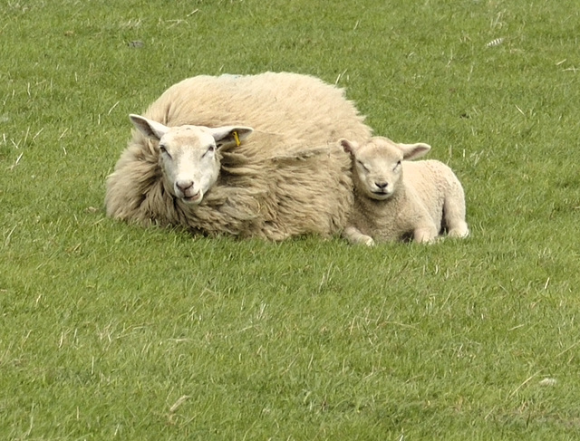 Schafe im Sturm