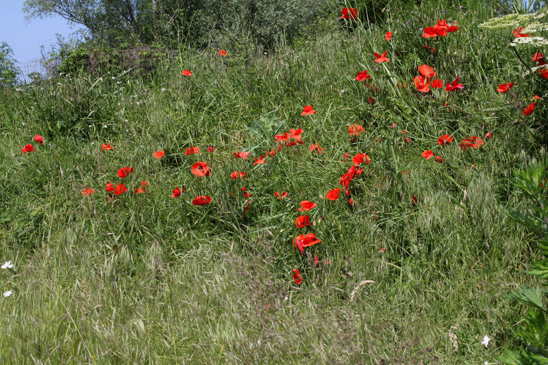 Coquelicots