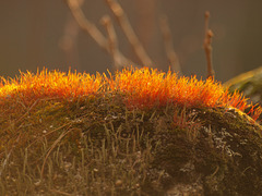 ginger moss