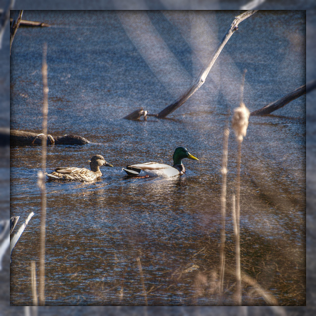 more swamp scenes