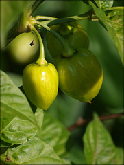 still makin' peppers