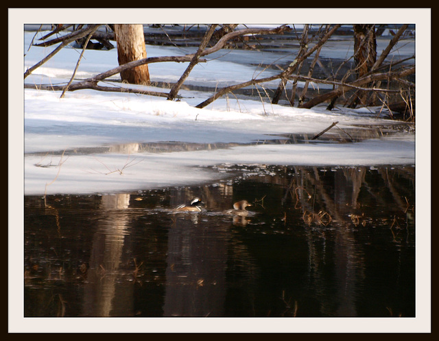 mergansers in a roadside swamp