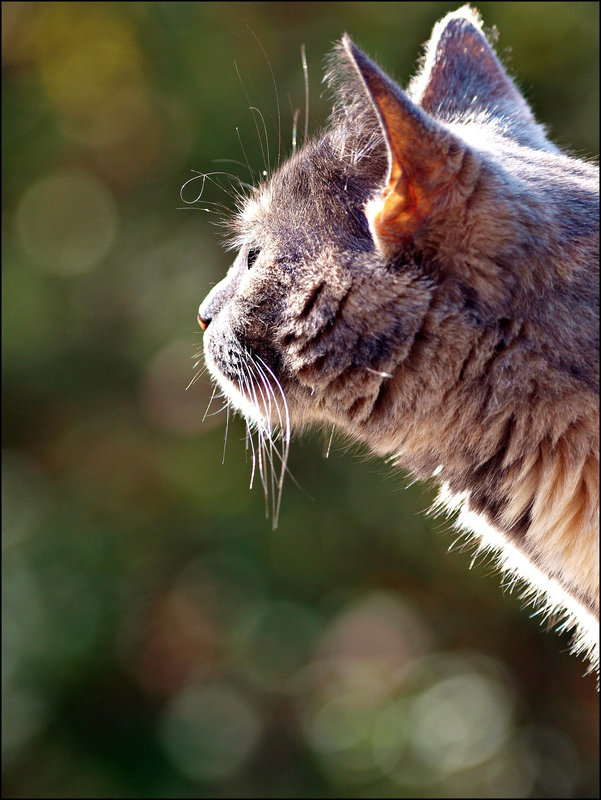 Bizzy & bokeh