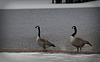 spring arrives in goose form