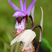 Western Fairy Slipper (Calypso bulbosa var. occidentalis)