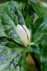 Small-flowered Trillium (Trillium parviflorum)