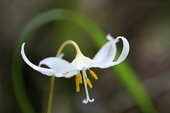 Oregon Fawn Lily (Erythronium oregonum)