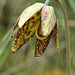 Checker Lily (Fritillaria affinis)