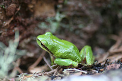 Pacific Tree Frog (Pseudacris regilla)