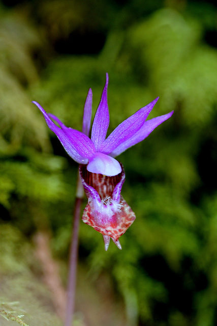 Western Fairy Slipper (Calypso bulbosa var. occidentalis)