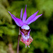 Western Fairy Slipper (Calypso bulbosa var. occidentalis)