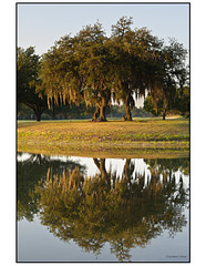 Oak Trees and Reflections