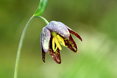 Checker Lily (Fritillaria affinis)