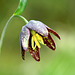 Checker Lily (Fritillaria affinis)