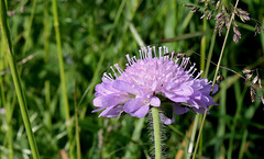 Knautia arvernensis (3)