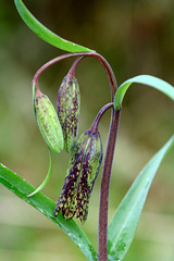 Checker Lily (Fritillaria affinis)