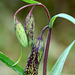 Checker Lily (Fritillaria affinis)