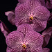 Vanda Fuchs Sapphire 'Robert'