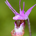 Western Fairy Slipper (Calypso bulbosa var. occidentalis)