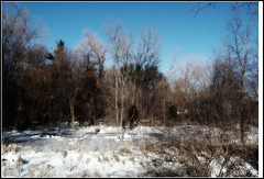 Marsh in Winter