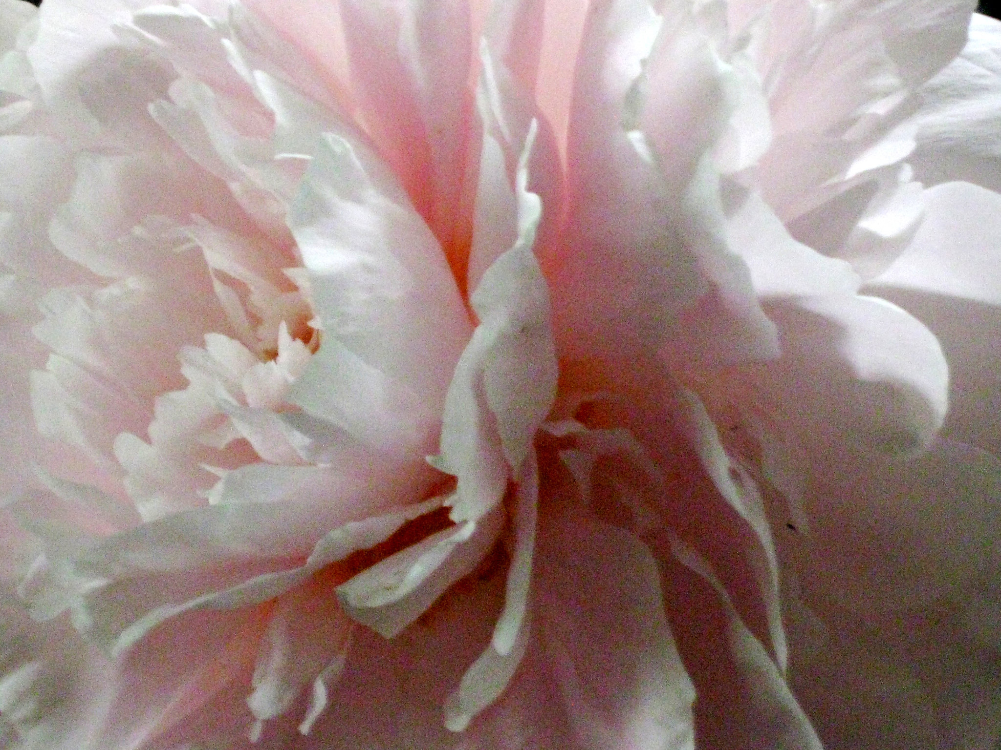 Raspberries with Cream