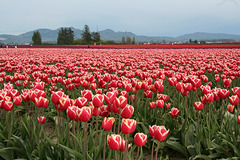 Skagit Valley Tulips