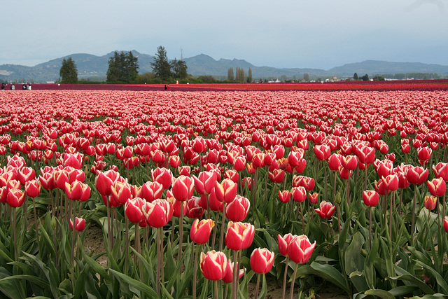 Skagit Valley Tulips