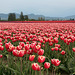 Skagit Valley Tulips