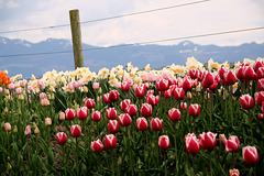 Skagit Valley Tulips