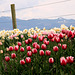 Skagit Valley Tulips