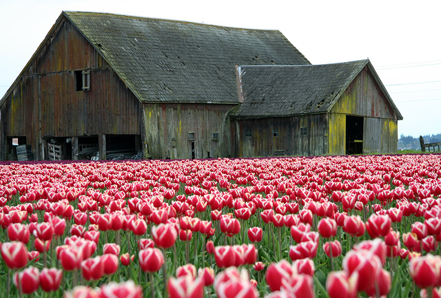 Skagit Valley Tulips