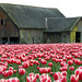 Skagit Valley Tulips